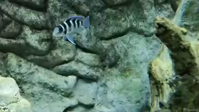 Aquarien mit Neolamprologus tretocephalus