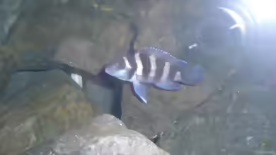 Aquarien mit Neolamprologus tretocephalus