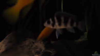 Aquarien mit Neolamprologus tretocephalus