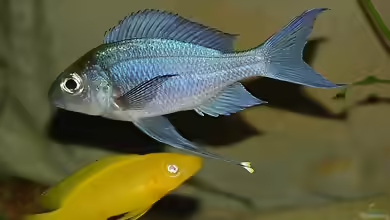 Aquarien mit Neolamprologus ventralis