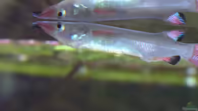 Aquarien mit Nomorhamphus liemi