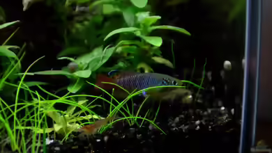 Aquarien mit Nothobranchius rachovii