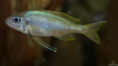 Aquarien mit Ophthalmotilapia ventralis