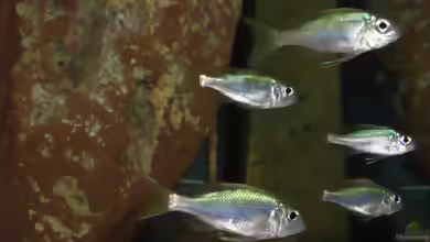 Aquarien mit Ophthalmotilapia ventralis