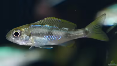 Aquarien mit Ophthalmotilapia ventralis