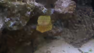 Aquarien mit Ostracion cubicus