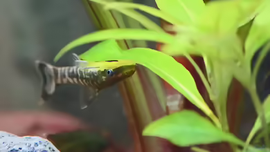 Aquarien mit Otocinclus cocama