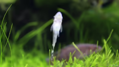 Aquarien mit Otocinclus macrospilus