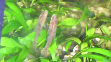 Aquarien mit Otocinclus negros