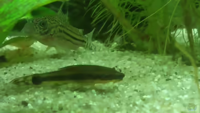 Aquarien mit Otocinclus vittatus