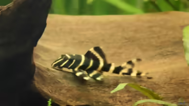 Aquarien mit Panaqolus albivermis
