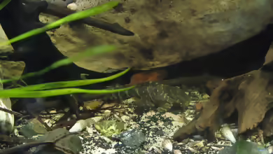 Aquarien mit Panaqolus maccus
