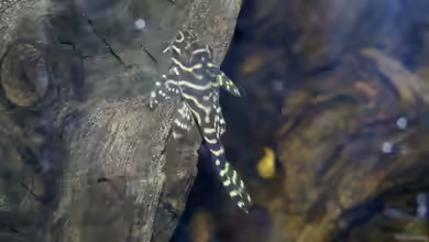 Aquarien mit Panaqolus sp. ´L 2´