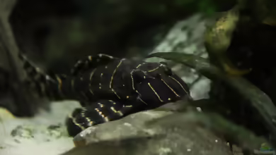 Aquarien mit Panaqolus sp. ´L 2´