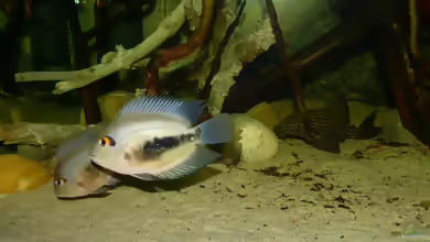 Aquarien mit Panaque sp. ´L 330´