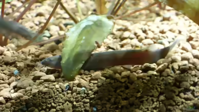 Aquarien mit Pangio pangia