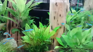 Aquarien mit Paracheirodon simulans
