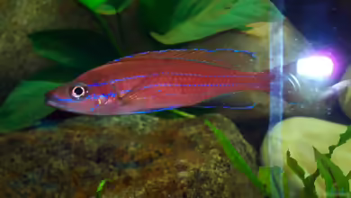 Aquarien mit Paracyprichromis nigripinnis
