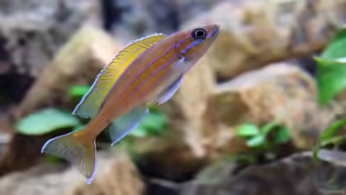 Aquarien mit Paracyprichromis nigripinnis