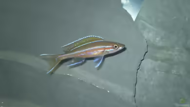 Aquarien mit Paracyprichromis nigripinnis