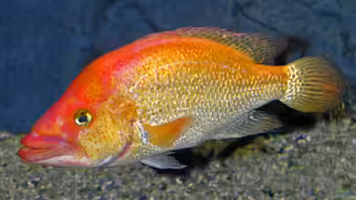 Aquarien mit Petenia splendida