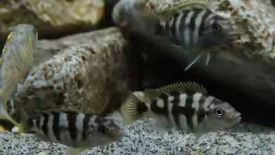 Aquarien mit Petrotilapia sp. ´chitimba´
