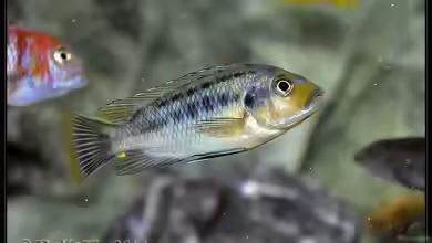 Aquarien mit Petrotilapia sp. ´yellow chin´
