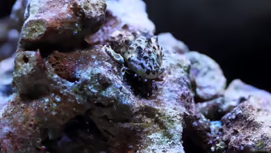 Aquarien mit Phimochirus operculatus