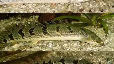 Aquarien mit Polypterus delhezi