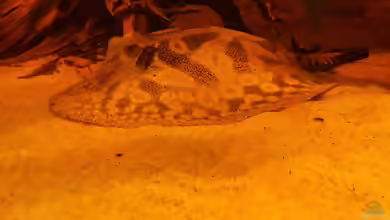 Aquarien mit Potamotrygon hystrix