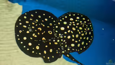 Aquarien mit Potamotrygon leopoldi