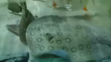 Aquarien mit Potamotrygon motoro