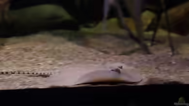 Aquarien mit Potamotrygon scobina