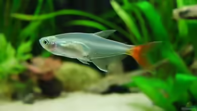 Aquarien mit Prionobrama filigera