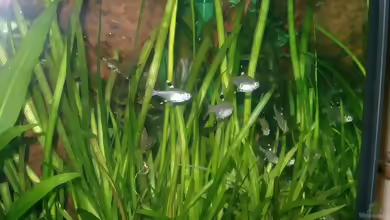 Aquarien mit Pristella maxillaris