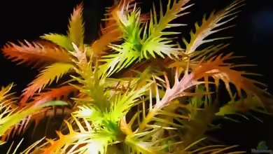 Aquarien mit Proserpinaca palustris