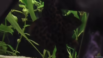 Aquarien mit Pseudacanthicus cf. leopardus