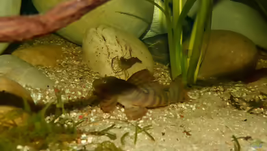 Aquarien mit Pseudacanthicus sp. ´L 97´