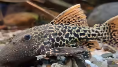 Aquarien mit Pseudacanthicus sp ´Titanic´