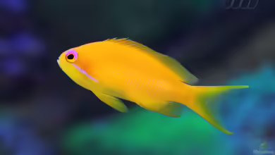 Aquarien mit Pseudanthias squamipinnis