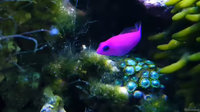 Aquarien mit Pseudochromis fridmani