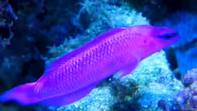 Aquarien mit Pseudochromis fridmani