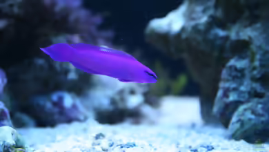 Aquarien mit Pseudochromis fridmani