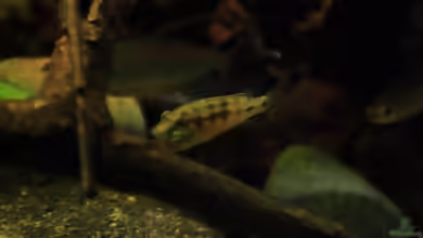 Aquarien mit Pseudocrenilabrus nicholsi