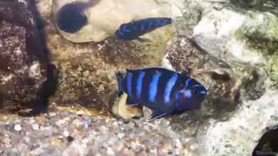 Aquarien mit Pseudotropheus demasoni