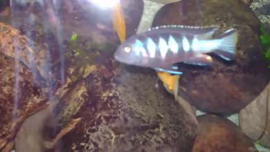 Aquarien mit Pseudotropheus elongatus chewere