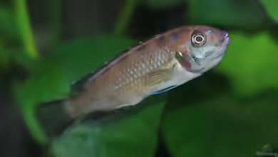 Aquarien mit Pseudotropheus elongatus