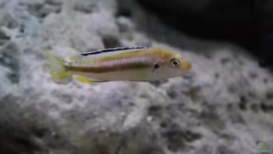 Aquarien mit Pseudotropheus perileucos