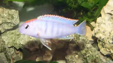 Aquarien mit Pseudotropheus sp. ´perspicax orange cap´