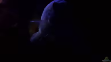 Aquarien mit Pseudotropheus sp. ´polit´
